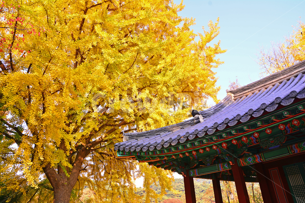 가을,전통,기와집,가을풍경,은행나무,가을단풍,가을분위기,한국적,코리안,fall,autumn,korean,traditional,단청,가을서정,10월,11월,보존,역사,유물,가을배경,노랑색,옐로우,yellow,칼라풀,가을,계절,fall,autumn,season,한국전통,한국문화,korean traditional,korean culture,건축물,건물외관,exterior,building,structure,architecture,construction,건물