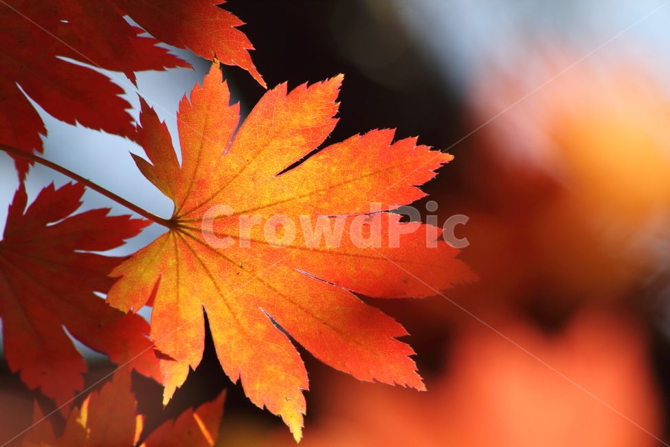 단풍,단풍나무,엽록소,가을,redleaves,가을,계절,fall,autumn,season,leaf,잎,plant,식물,tree,나무