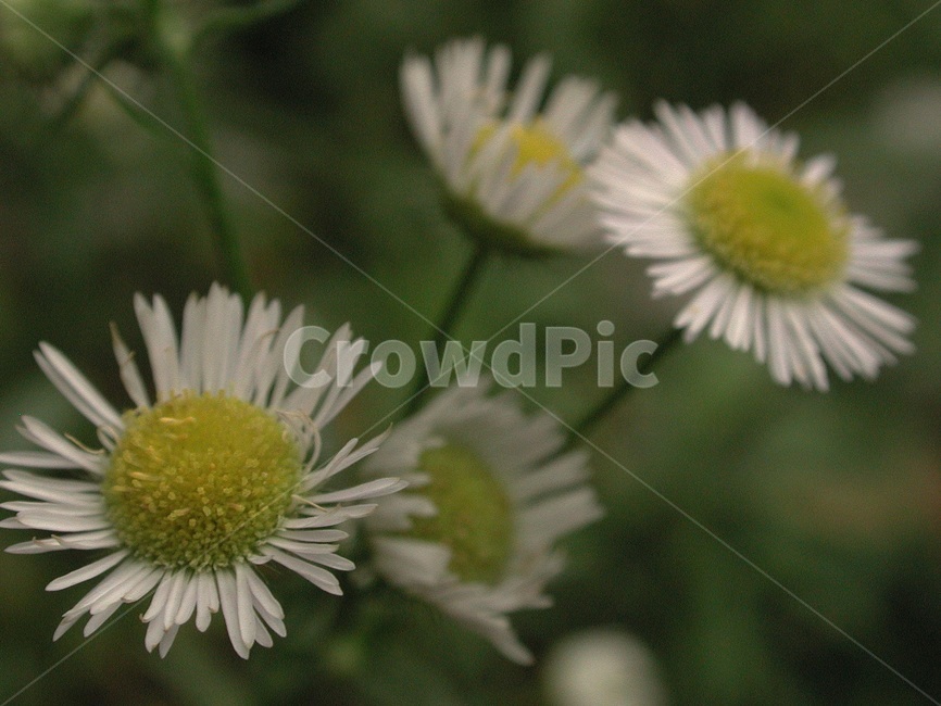 들풀,들꽃,배경,바탕화면,꽃,식물,자연,식물,자연,plants,nature,꽃,flower