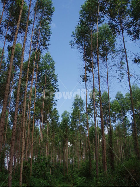 나무,하늘,tree,sky,자연,nature