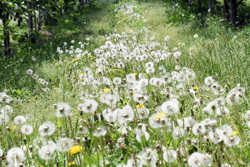 민들레,홀씨,꽃,풍경,아름다움,식물,자연,풍경,nature,landscape,식물,plants,꽃,flower,감성,sensible,feeling,plant,blossom