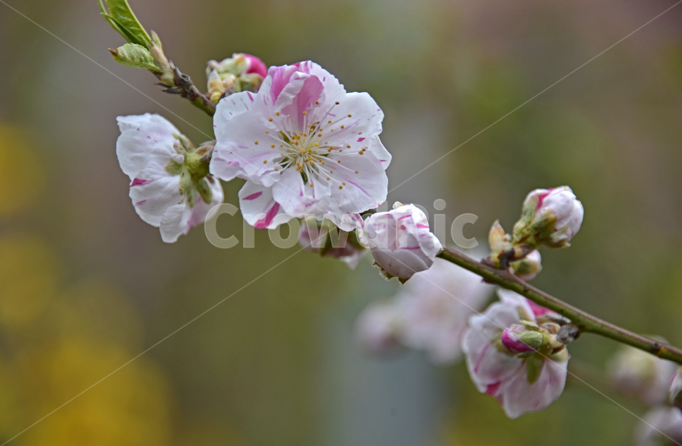 오색도화,floweringpeach,꽃복사꽃,살금벽도,삼색도화,복사꽃,삼색도,식물,자연,plants,nature,꽃,flower