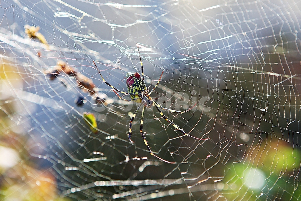거미,곤충,벌레,거미줄,가을,생태,자연,곤충,벌레,insect,bug