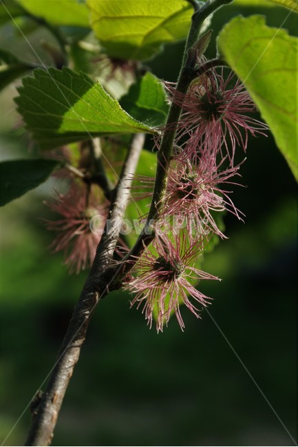 low floor,nature,low tree,deciduous shrub,tree,mulberry flower,Moraceae,mulberry tree