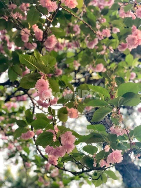 꽃,flower,곁벚꽃,분홍색꽃,자연,나뭇잎,봄꽃