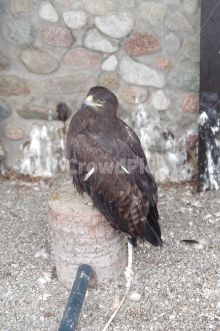 새,독수리,동물원,알마티,카자흐스탄,맹금류,eagle,birds,zoo,almaty,kazakhstan