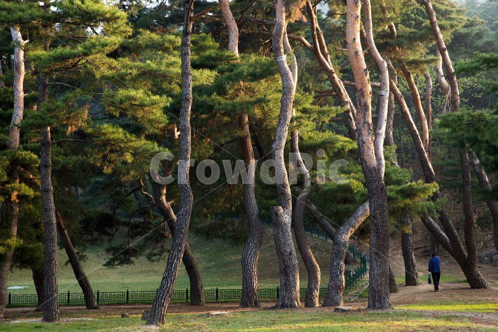탈해왕릉,소나무,경주시,경북,한국,왕릉,나무,숲,야외,공원,산책,산책로,실외,햇살,햇빛,사적