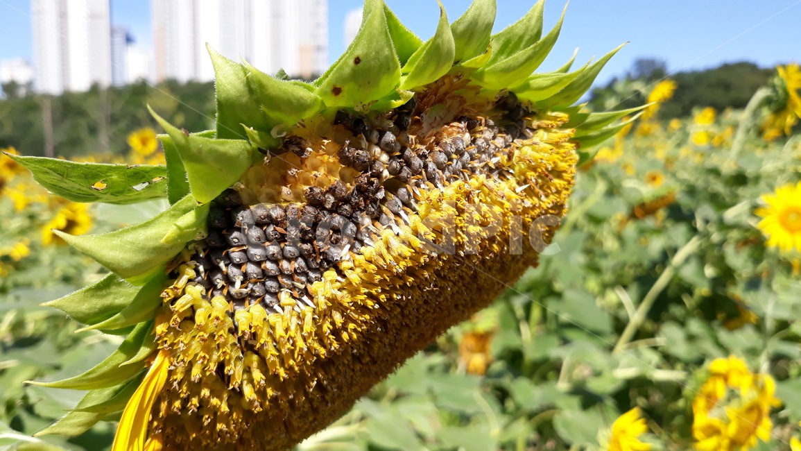 해바라기,해바라기씨,꽃,flower,자연,nature,plant,식물,꽃근접촬영,가을,계절,가을꽃,광교호수공원,광교,식물,자연,plants,nature,꽃,flower