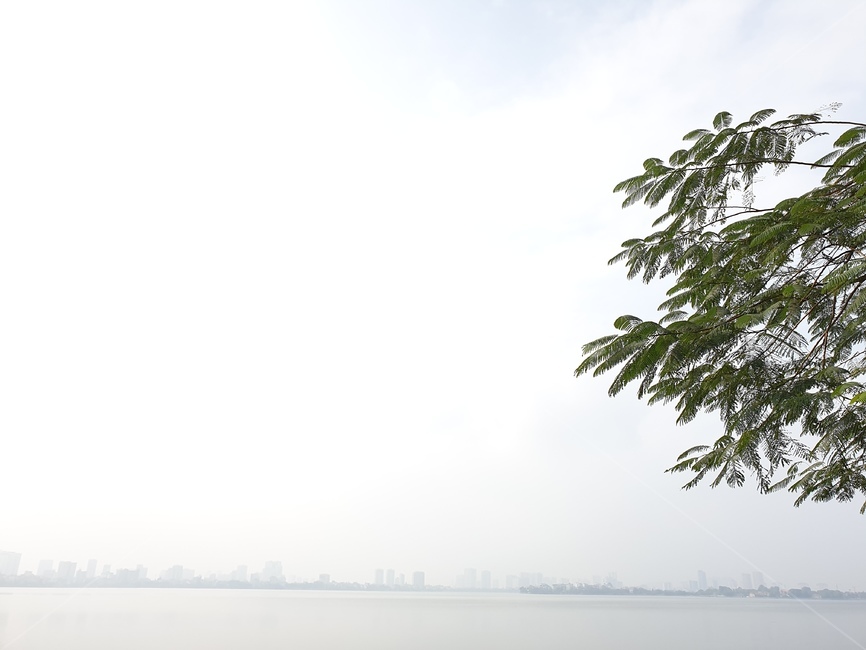 자연,plant,식물,tree,나무,weather,날씨,하늘,베트남,흐림