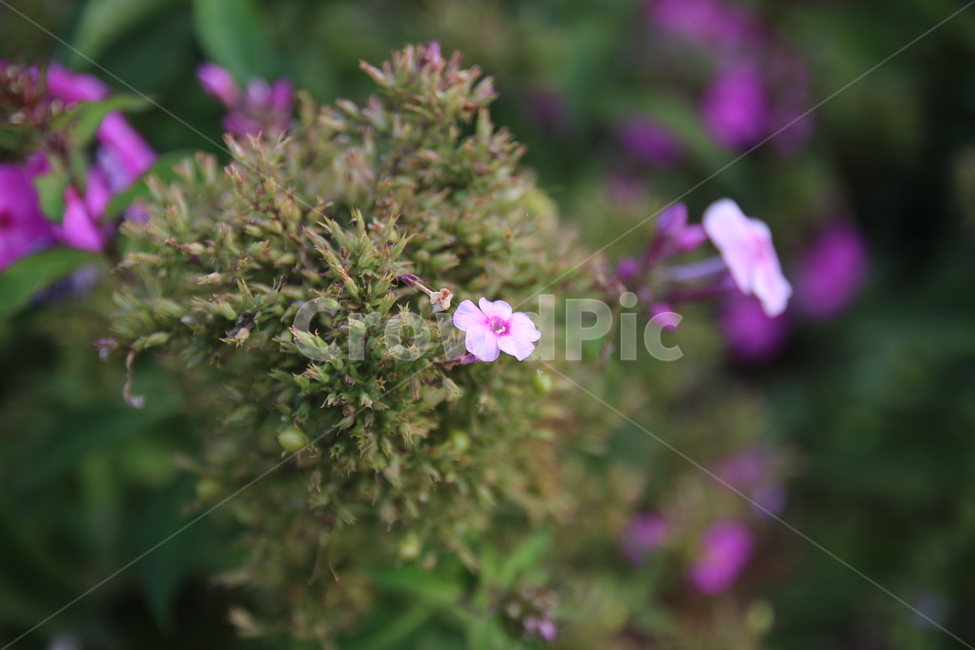 꽃,flower,식물,plant,분홍,풀,봄,공원,blossom