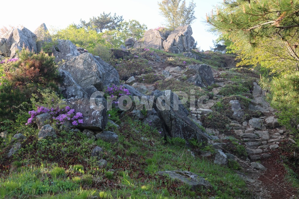 바위,나무,식물,plant,바위산