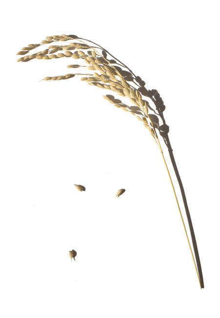 쌀,벼,곡식,곡물,음식,식재료,요리,이삭,곡류,rice,cereal,dry,ear,farming,food,gold,grain,harvest,isolated,korea,meal,nutrition,organic,plant,seed,yellow,cook,화이트,흰색,하얀색,흰배경,쌀알,알갱이,볍씨,씨,씨앗,열매,쌀알갱이,식물,자연,탑앵글,탑뷰,그림자,음식,식재료,요리,food,cook,meal,dishes,food reserves,곡류,곡식,cereals