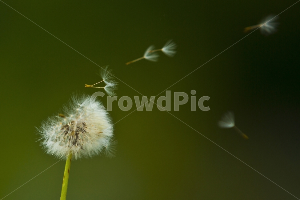 민들레,민들레꽃,민들레홀씨,꽃,식물,자연,식물,자연,plants,nature,꽃,flower