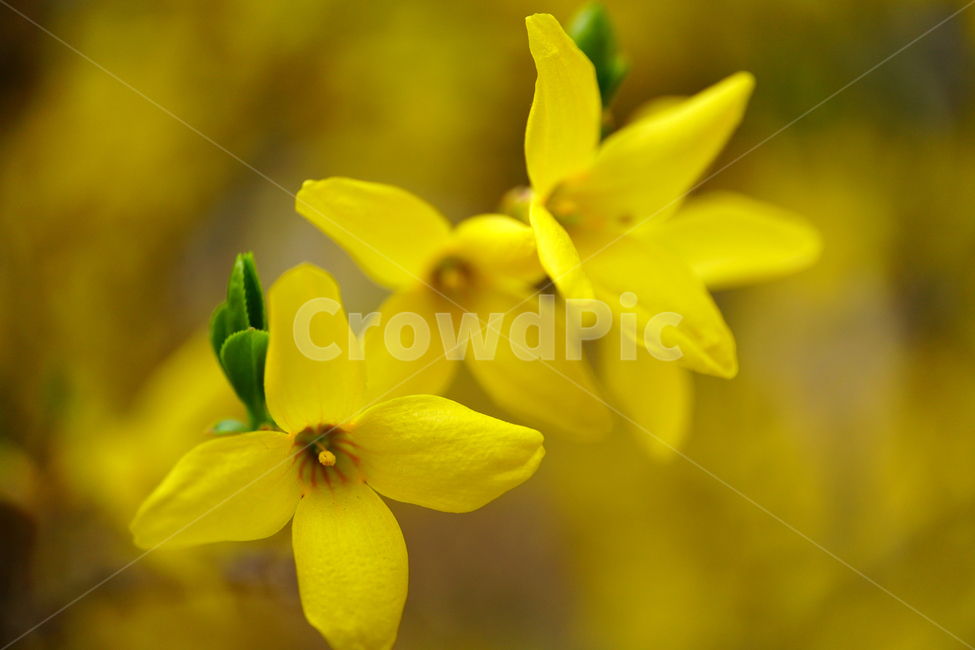개나리,봄꽃,한국자연,꽃,꽃사진,플라워,flower,봄,spring,식물,plants,자연,nature,풍경,landscape,계절,season,snap,스냅,접사,macro,closeup,클로즈업,감성사진,감성,힐링,healing,느낌,feel,feeling,꽃밭,화단,나무,나뭇가지,tree,꽃봉오리,4월,April,개나리꽃,봄,계절,spring,season,식물,자연,plants,nature,꽃,flower,plant,blossom,petal,꽃잎