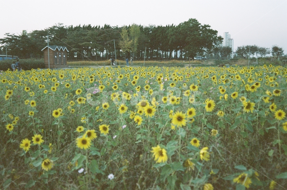 가을,해바라기,공원,산책,하늘,꽃,농원,농장,억새,갈대,그림자,구름,나무,풍경,동네,stroll,sky,fall,autumn,green,blue,cloud,필름,아날로그풍경,analog