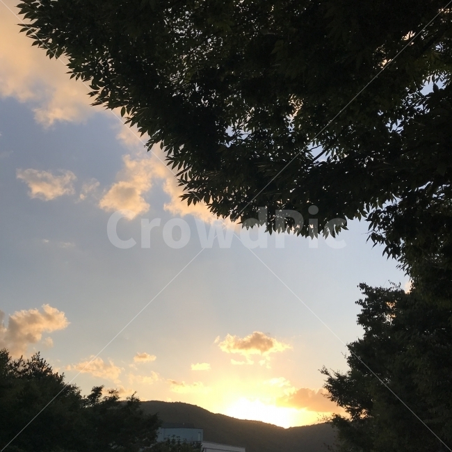 노을,나무,하늘,노랑,초록,green,yellow,tree,sun,sky,cloud,sunset,자연,풍경,nature,landscape,flare,플레어,light,빛,outdoors,옥외,sunlight,햇빛