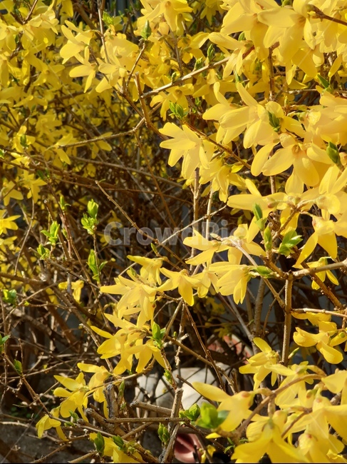 개나리,plant,tree,봄소식,봄,spring,forsythia,노랑,yellow,봄햇살