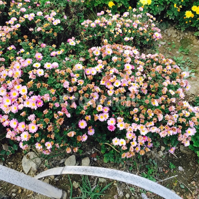꽃,플라워,컬러풀,선명한,봄,정원