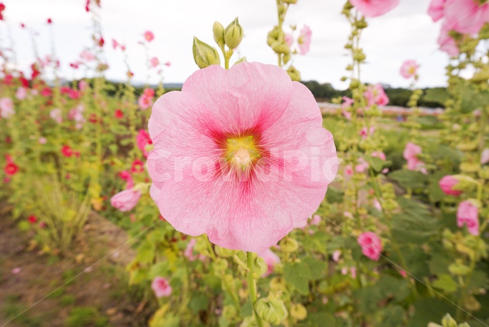 꽃,무궁화,자연,대한민국,풍경