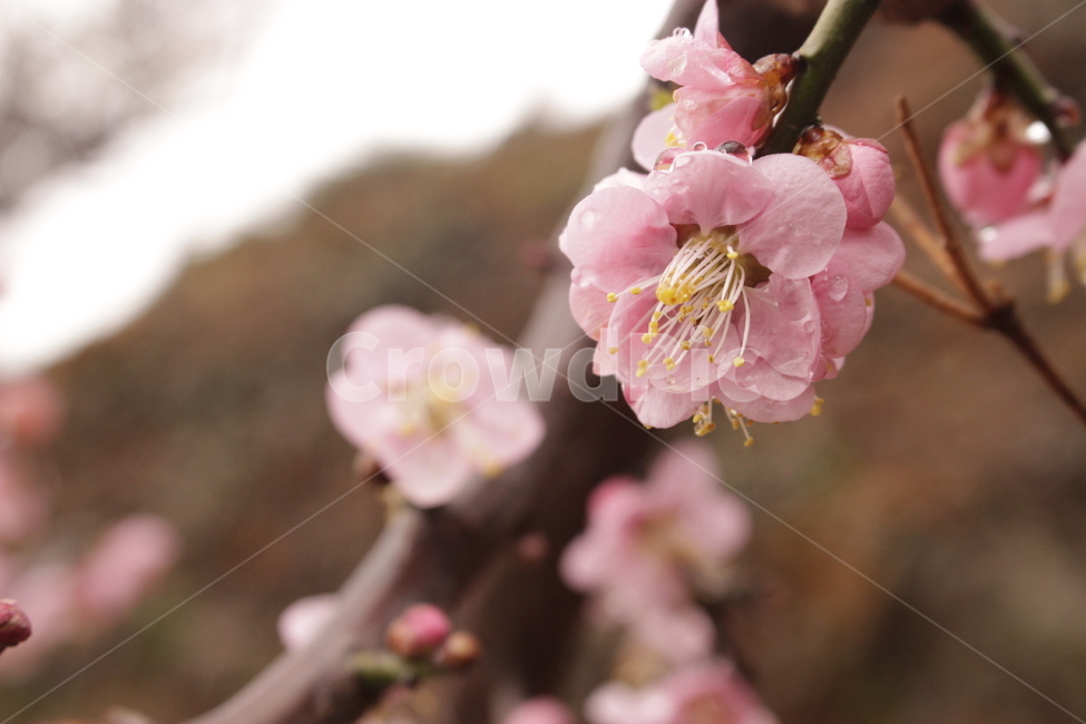 꽃,매화,꽃나무,홍매화,봄,봄,계절,spring,season,식물,자연,plants,nature,꽃,flower,plant,blossom,cherry blossom,벚꽃