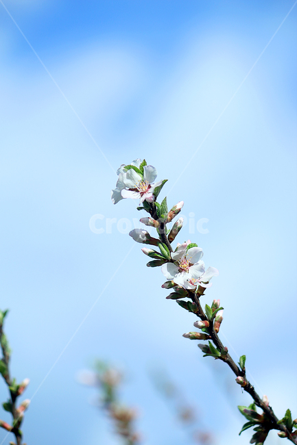 앵두꽃,앵두나무,꽃,봄,파란하늘,깨끗한하늘,식물,자연,flower,blossom