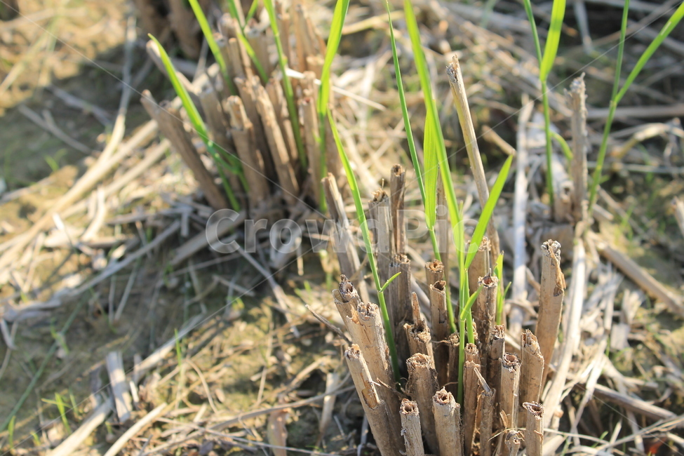 논,ricefield,ricepaddy,새순,newlife,벼,가을논,plant,식물,가을,계절,fall,autumn,season,농업,농사,agriculture,farming,farming industry