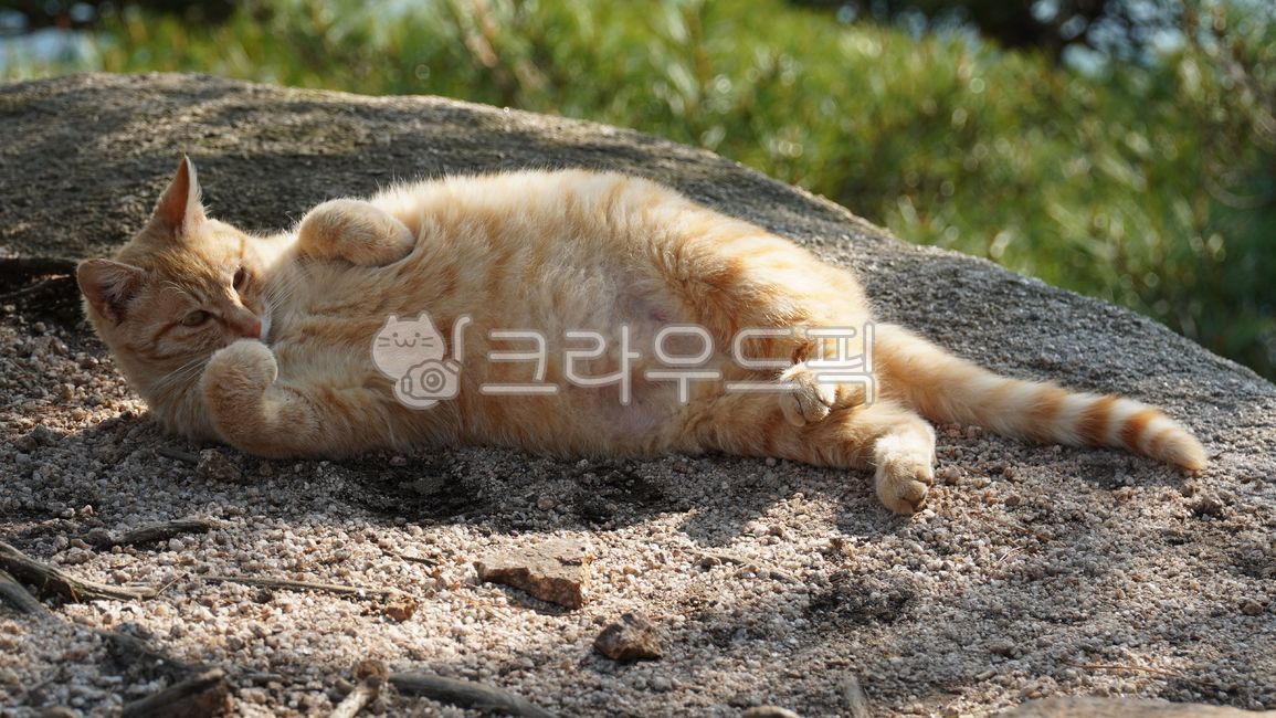 노란고양이,고양이애교,야생고양이,포유류,포식자,코리앗숏헤어,고양이뱃살