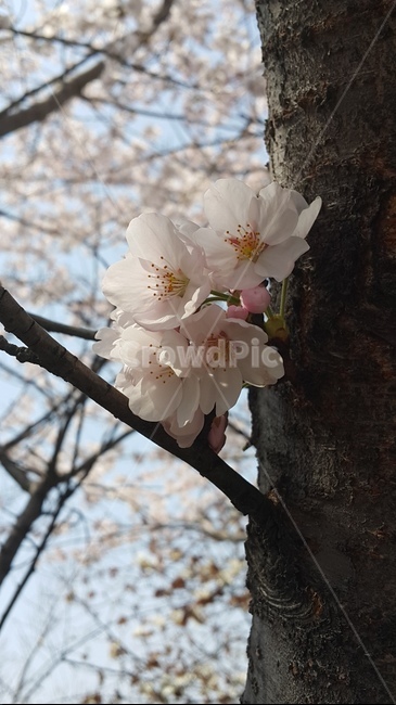 봄,고목,벗꽃,꿈,희망