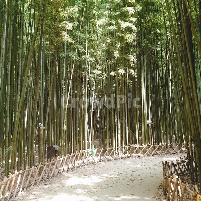울산대밭,십리대밭,대나무숲,대나무밭,울산,대나무