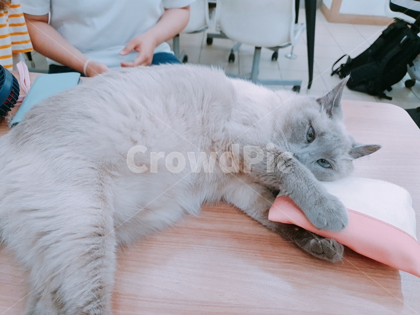 동물,반려동물,고양이,개냥이,길냥이