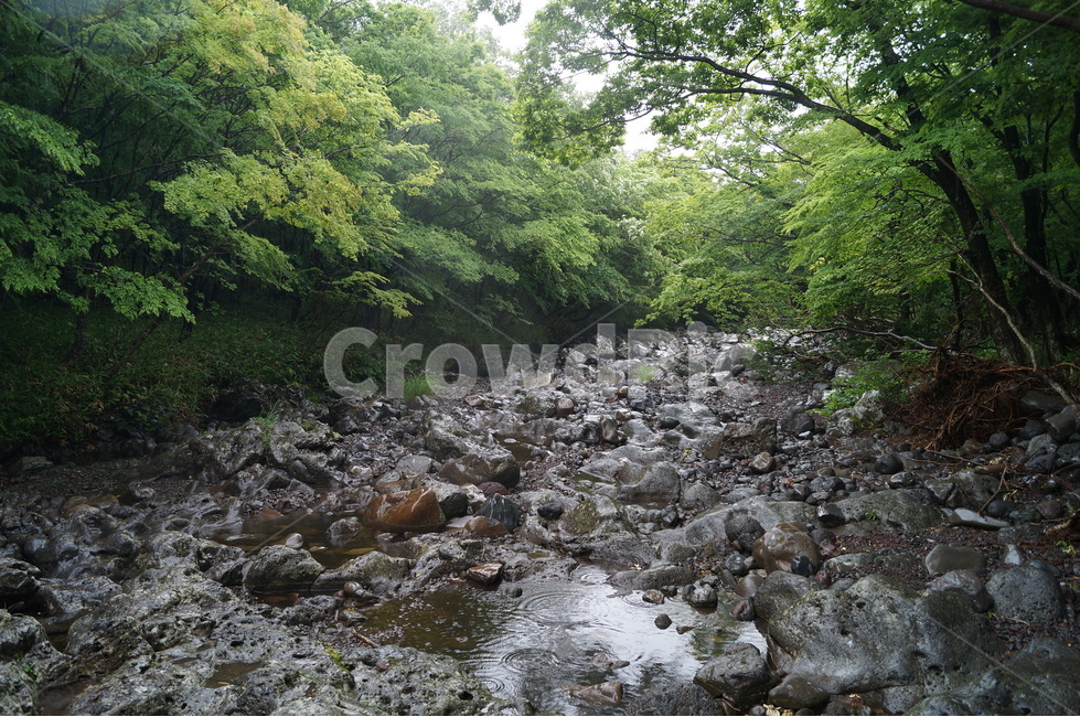 사려니숲길,숲,나무,비,비오는,숲속,돌,바위,stream,흐름,자연,자연,풍경,nature,landscape