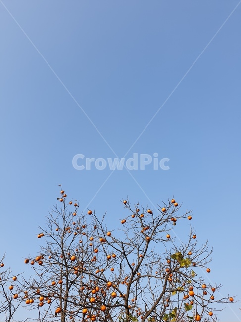 감나무,하늘,배경,풍경,가을,감,자연,풍경,nature,landscape