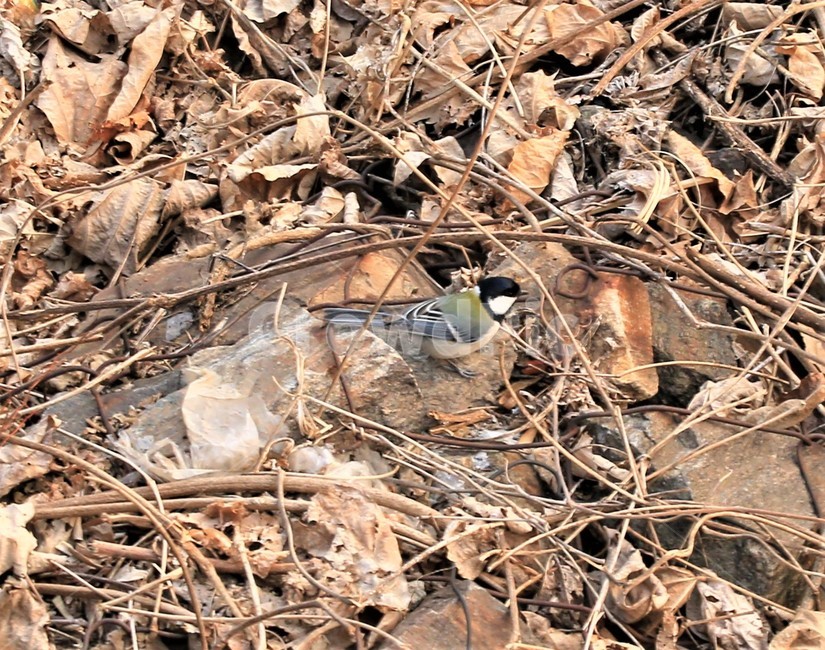 bird,새,animal,동물,자연