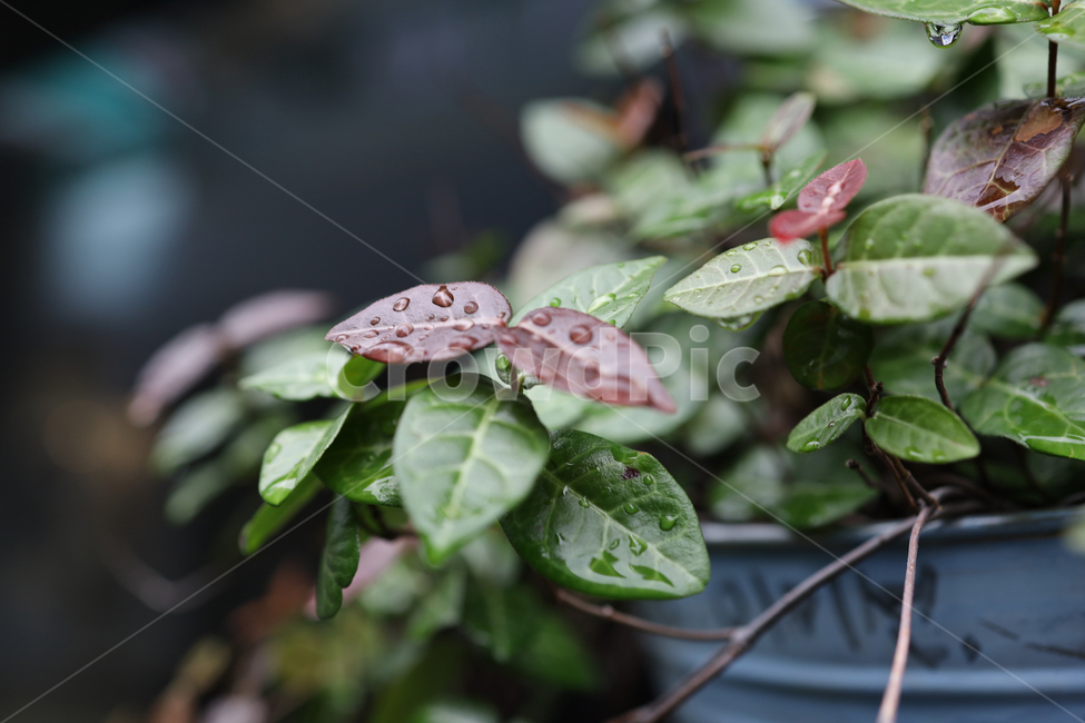 빗방울,나뭇잎,화분,비,비오는날,젖은나뭇잎,plant,식물,자연,plants,nature,실내용화초,화분,화초,house plant