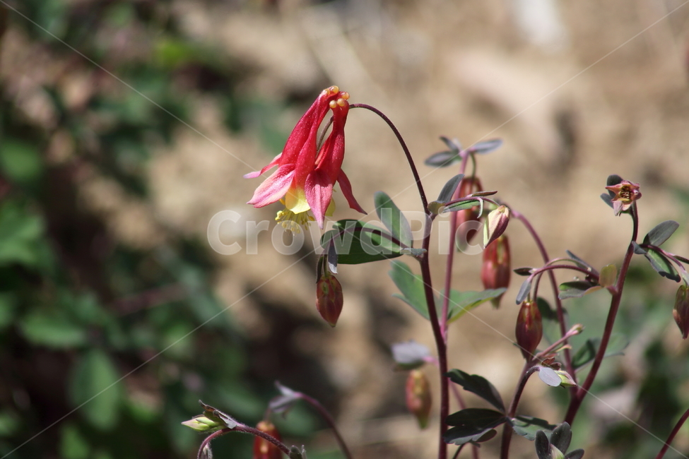 매발톱,매발톱꽃,꽃,봄,orientalcolumbine