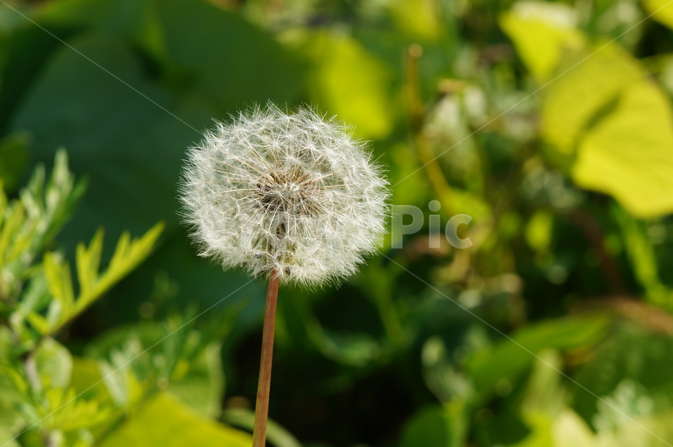 민들레,민들레홀씨,가벼움,바람,씨앗,훌훌,날아가다,금잠초,국화과식물,여러해살이풀,식물,자연,plants,nature,꽃,flower
