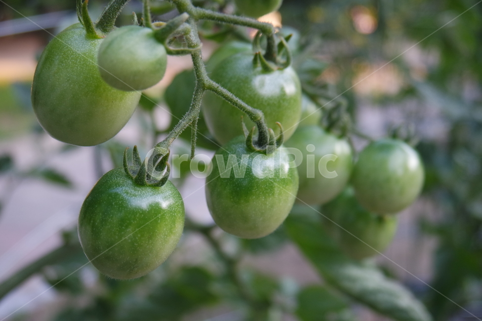 토마토,열매,자연,식물,생명,과일,열매,fruit,채소,야채,vegetables