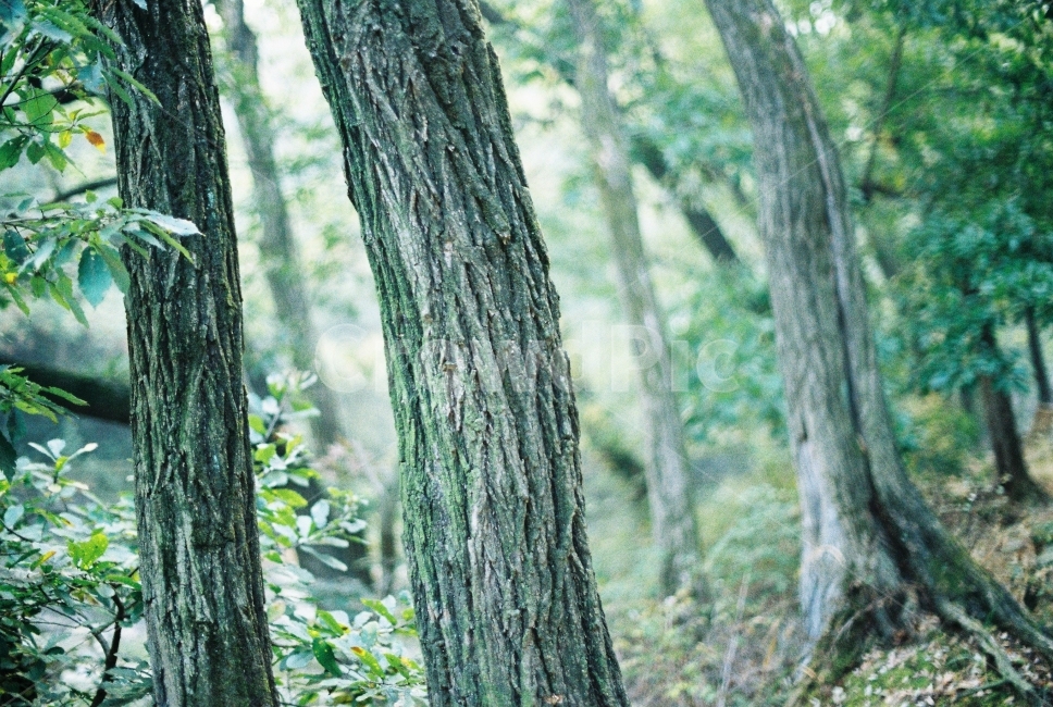 관악산,나무,자연,산,초록,가을,식물,자연,plants,nature,나무,trees,wood,감성,sensible,feeling,휴식,힐링,rest,relaxation,healing
