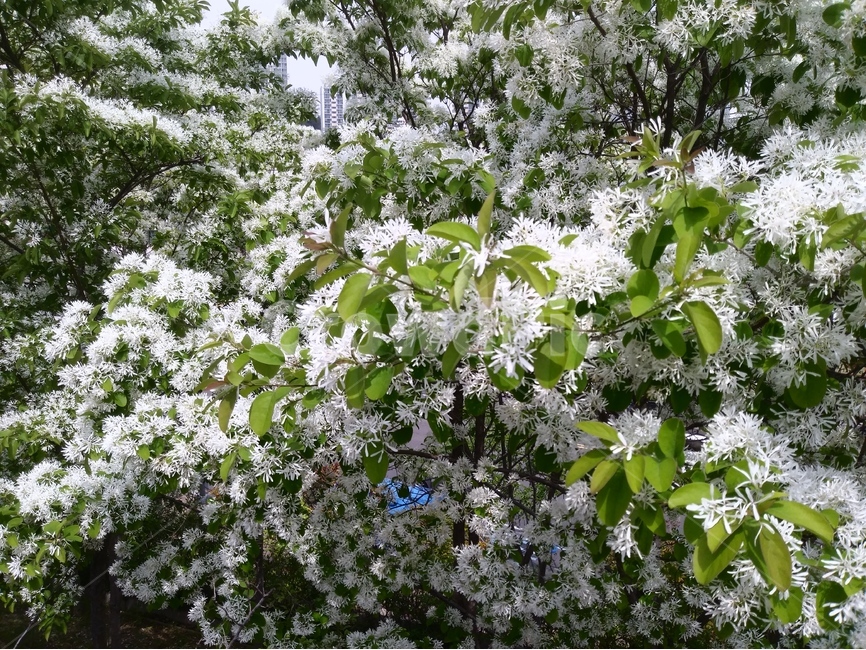 가로수,이팝나무,봄꽃,백색,봄풍경,flower,spring,tree,white,korea,봄,나무,자연,풍경,식물,꽃,landscape,pattern,패턴,nature,환경,야외,식물,자연,plants,nature,꽃,flower