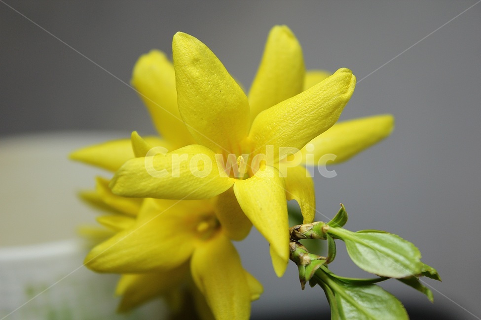 plant,식물,petal,꽃잎,flower,꽃,blossom,개나리,노란색,봄,상춘객,나무