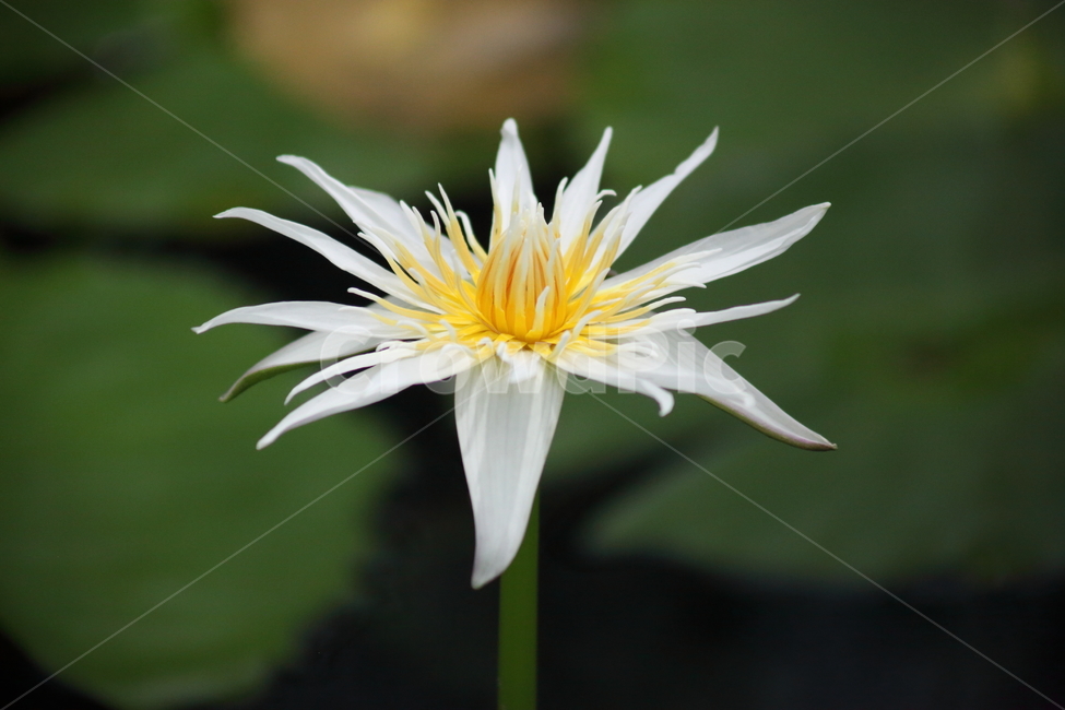 수련,꽃,식물,수생식물,waterlily