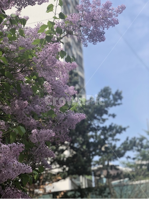 자연,식물,꽃,향기,라일락,햇살,봄,봄꽃,꽃나무,보라색,연보라,nature,plant,blossom,flower,spring,sunshine,lilac,purple,식물,자연,plants,nature,꽃,flower