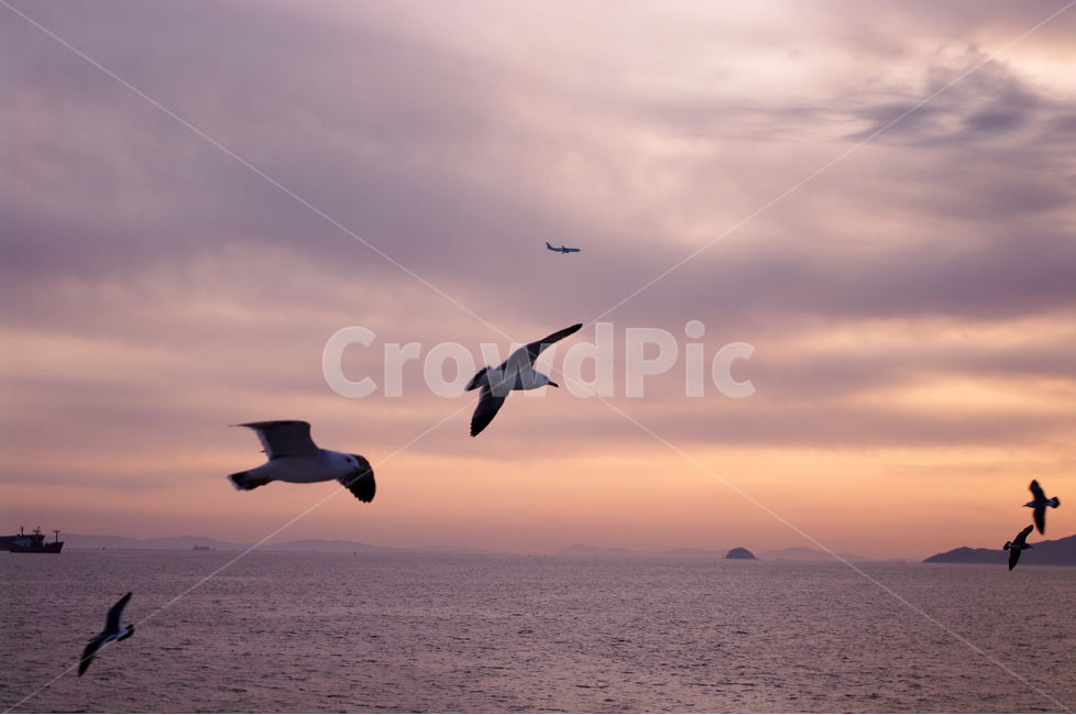 노을,석양,바다,하늘,섬,서해,한국,구름,풍경,풍광,자연,nature,landscape,갈매기,새,동물,animal,조류,새,birds