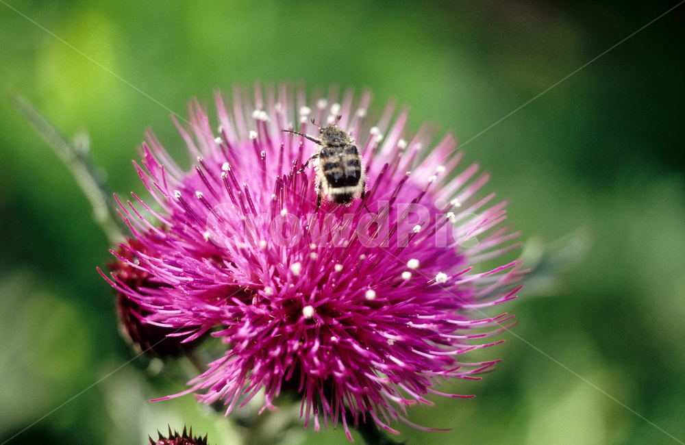 엉겅퀴,곤충,자연,꽃,thistle,flower,nature,insect,식물,자연,plants,nature,꽃,flower,동물,animal,곤충,벌레,insect,bug