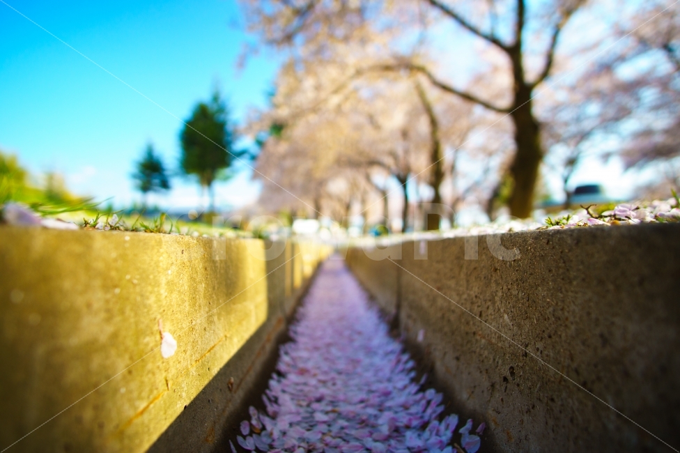 벚꽃,낙화,보문단지,경주,보문호,봄,계절,spring,season,감성,sensible,feeling,plant,식물,path,통로,walkway,보도