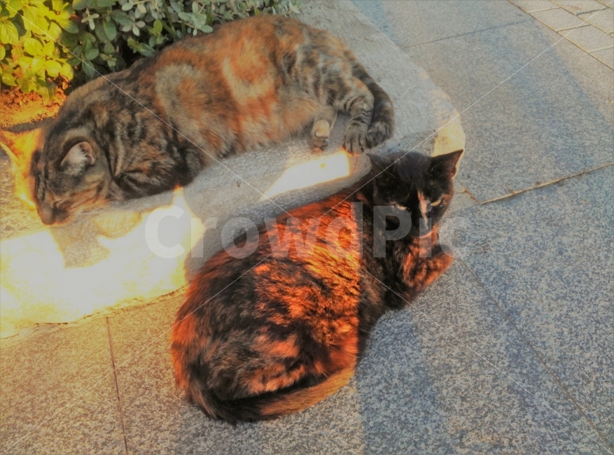 고양이,길고양이,휴식,여유로움,낮잠,cat,roadcats,resting,동물,animal,포유류,mammal,고양이,cat,kitten,kitty