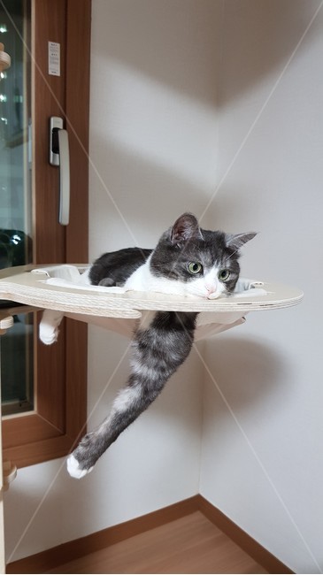 고양이,스코티쉬,캣타워,cat,집