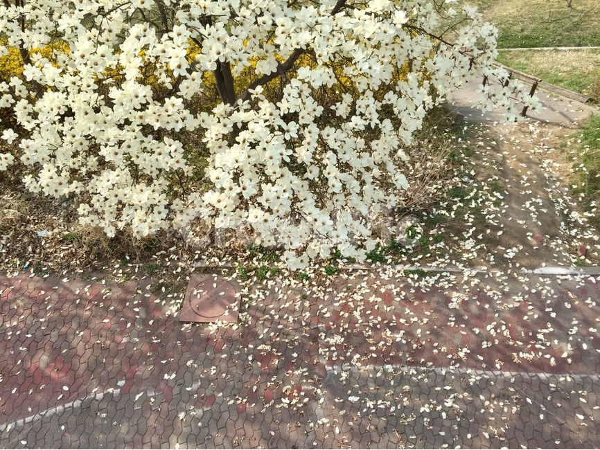 봄,목련,꽃,spring,flower,봄,계절,spring,season,식물,자연,plants,nature,꽃,flower