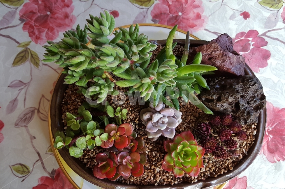 다육식물,다육,화분,미니선인장,식물,식물,자연,plants,nature,실내용화초,화분,화초,house plant