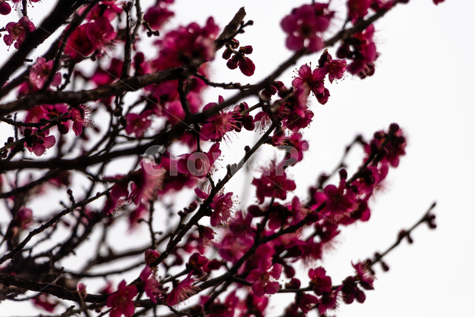 매화,매화꽃,매실꽃,홍매화,적매화,빨간매화,봄,계절,spring,season,식물,자연,plants,nature,꽃,flower,plant,blossom,cherry blossom,벚꽃